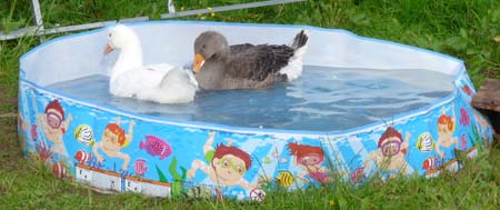 Lenda & Gladys in their pond